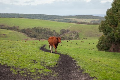 Photos of Kangaroobie
