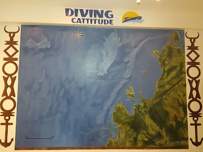 Photos of Diving Cattitude