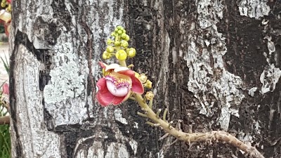 Photos of Snom Prampi Pagoda