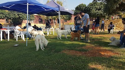 Photos of Dog Palace