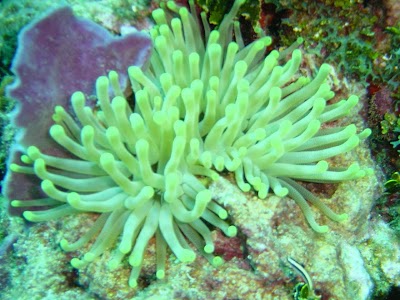 Photos of Caribbean Divers