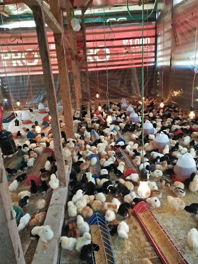 Photos of Peternakan Ayam Kampung BRAGA AKA FARM