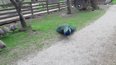 Photos of Hobby Farm Streichelzoo Schildberger