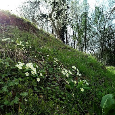 Photos of Corovoda Online