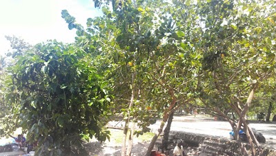Photos of Junta Municipal de la Caleta