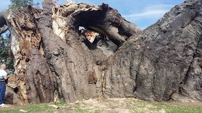 Photos of Sunland Big Baobab