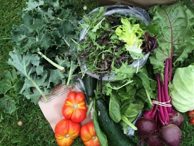Photos of Green Earth Organics