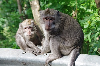Photos of Bali Cycling