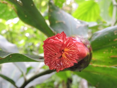 Photos of Las Quebradas Biological Center