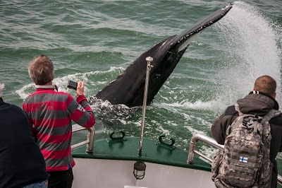 Photos of Ambassador Reykjav&iacute;k Whale Watching