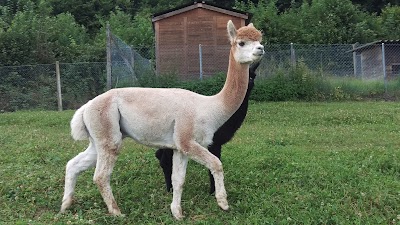 Photos of Tschugg Zoo