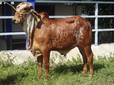 Photos of Rancho Sonido