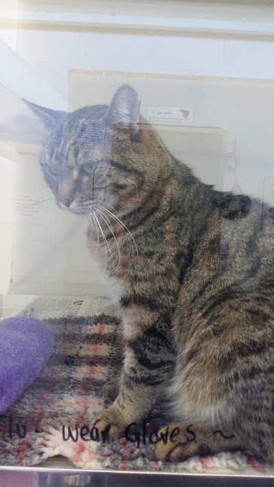 Photos of DSPCA
