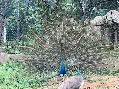 Photos of Guangzhou Zoo