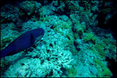 Photos of Mirage Divers Diving Center, Dahab, Egypt
