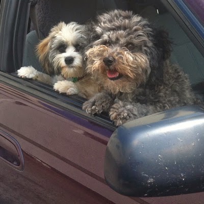 Photos of Two Brown Dogs And A Cat