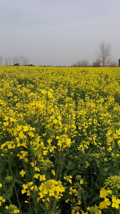 Photos of گوهر تپه رستمکلا