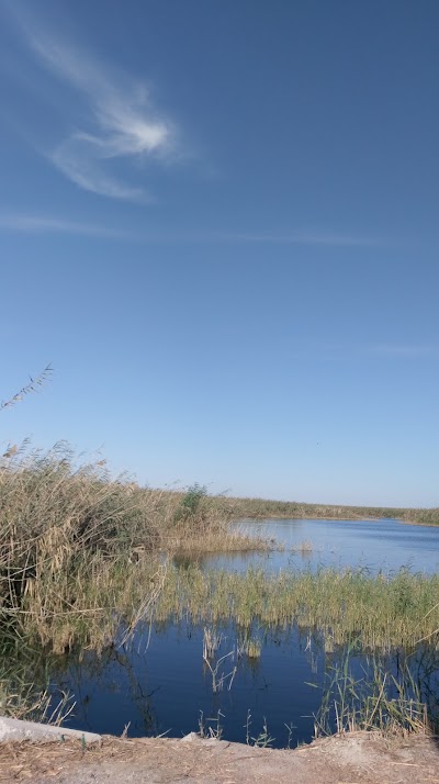 Photos of محمية الجهراء الطبيعية Jahra Pools Nature Reserve
