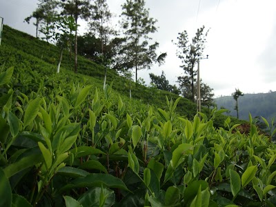 Photos of Wanarajah Tea Factory