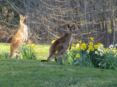 Photos of Braeside Mt Macedon Country Retreat and Bed & Breakfast