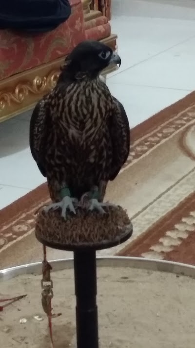 Photos of Mohammed Bin Zayed City Z7