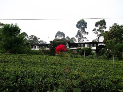 Photos of Avonleahill Organic Tea Factory