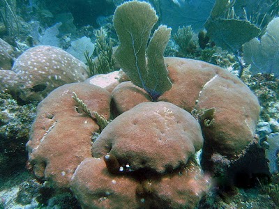 Photos of The Dive Academy
