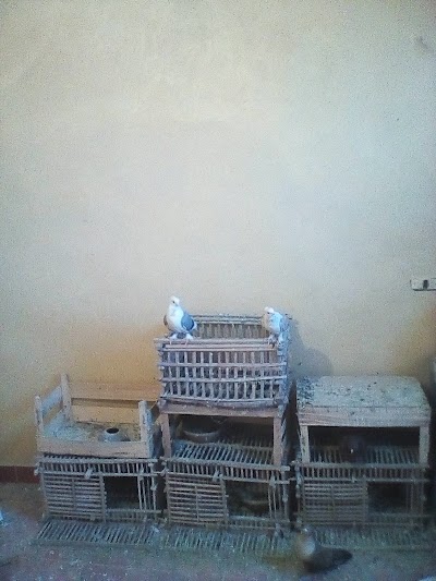 Photos of CAI-MAADI
