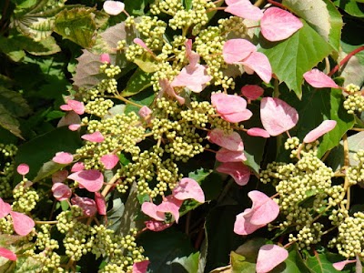 Photos of 7 Rozes, stādaudzētava