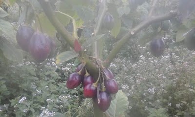 Photos of Agrowisata Petik Sendiri Buah Strowbery