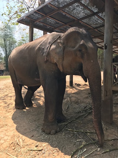 Photos of Elephant Village Ban Xieng Lom
