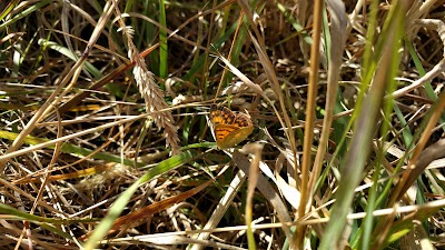 Photos of Tauhinu-Korokio Scenic Reserve