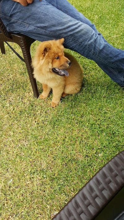 Photos of Dog Palace