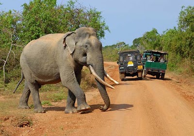 Photos of Mihiran Travels and Tours