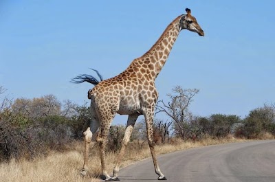 Photos of Cambalala - Kruger Park Lodge