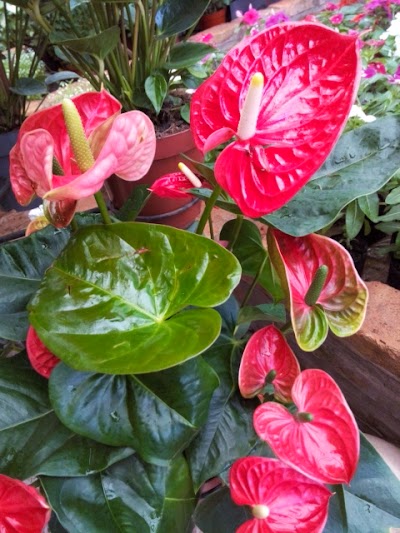 Photos of Floricultura FlorAlem