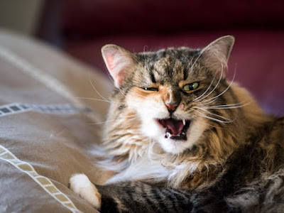 [Imprimable] chat crache sur chaton 232168-Mon chat crache sur un chaton