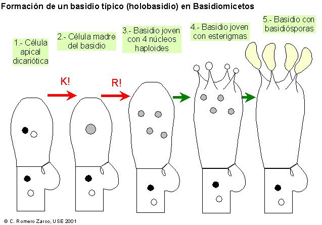 http://www.aloj.us.es/carromzar/botanica1/basidio.jpg