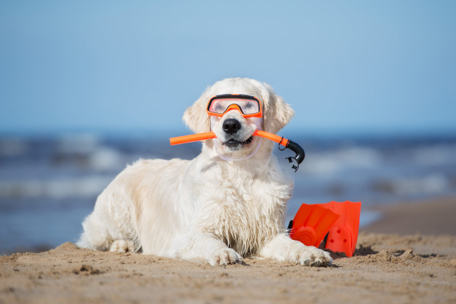 viajar con tu mascota. Golden retriever en la playa.