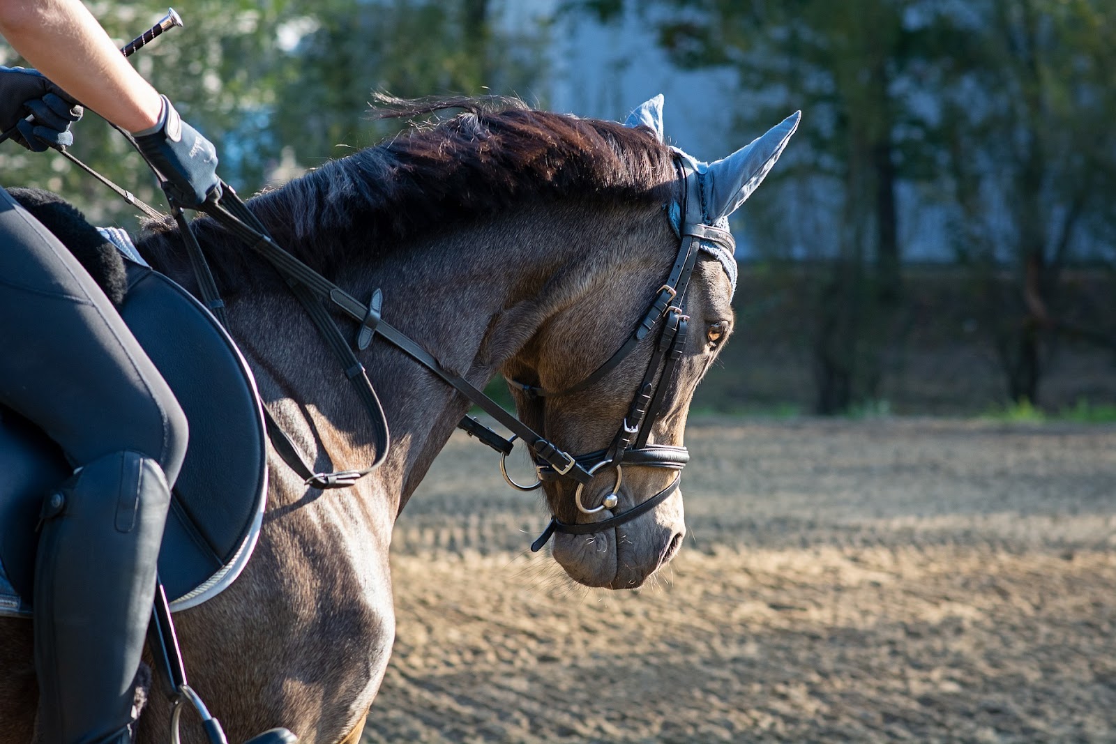 Half-Halt Horse Riding Equestrian Guide | Equinavia