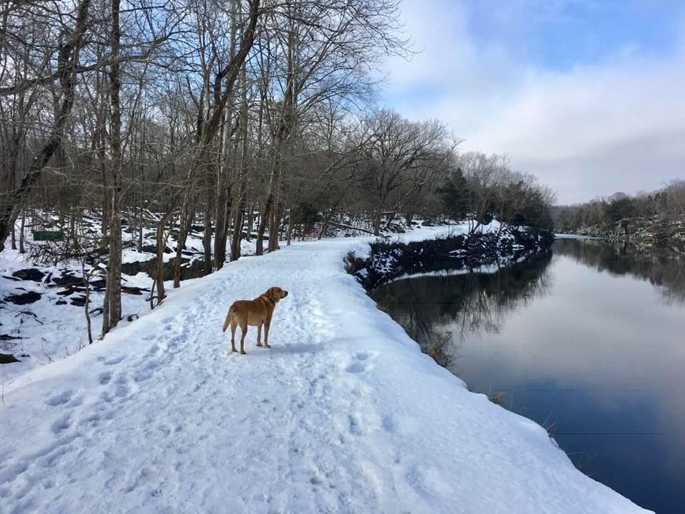 A dog looks out upon a snowy trail surround by trees and a small lake.