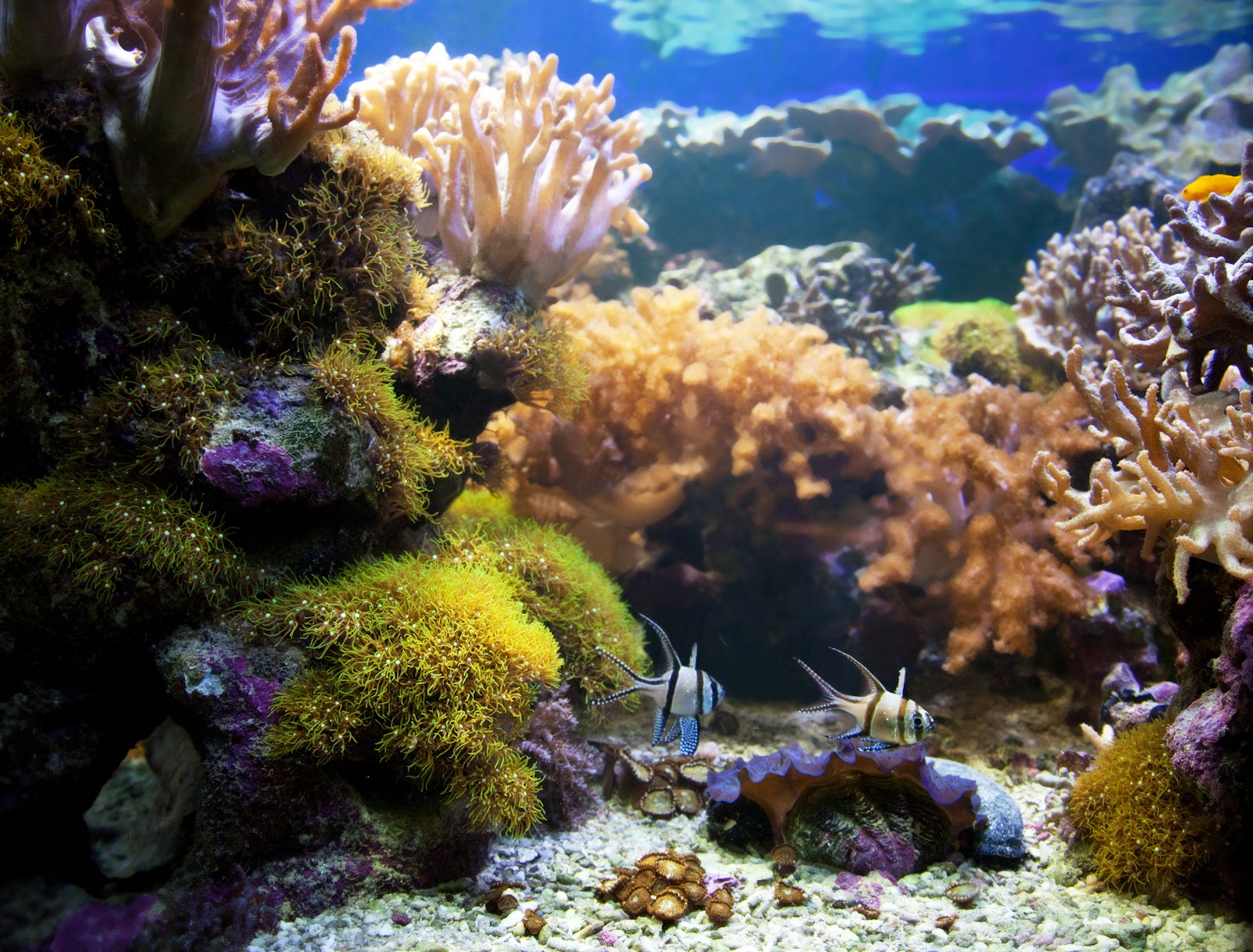 Cara Membuat Aquascape Sederhana di Rumah