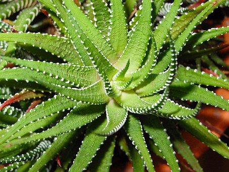 Sunburnt Aloe Vera Plant Symptoms (& How to revive it?)