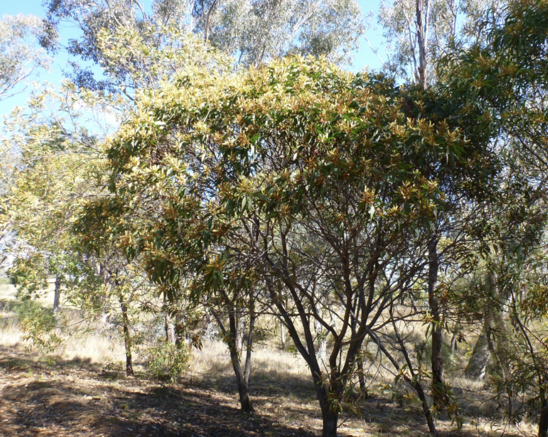 Advantages and Disadvantages of Black Wattle as Firewood