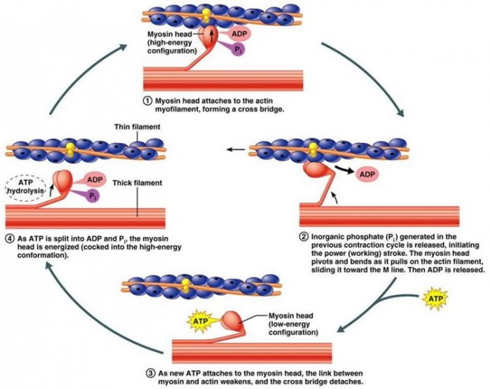 Physiology Of Muscle Contraction 