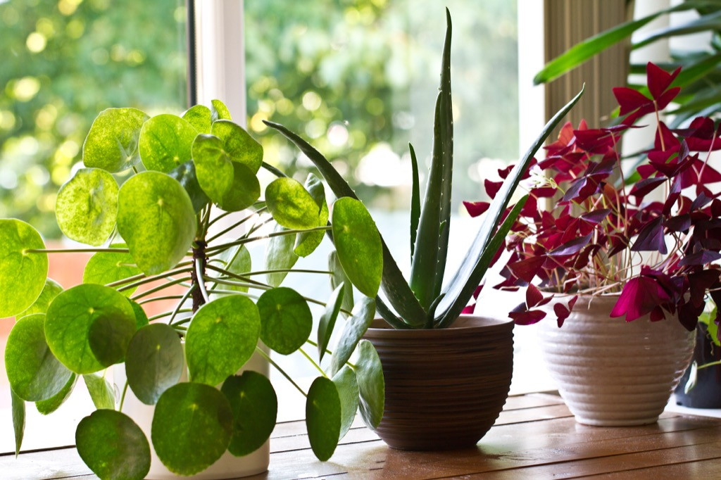 plants decoration in home 