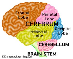 How the Brain Learns 1