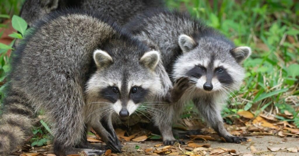 When Do Raccoons Mate