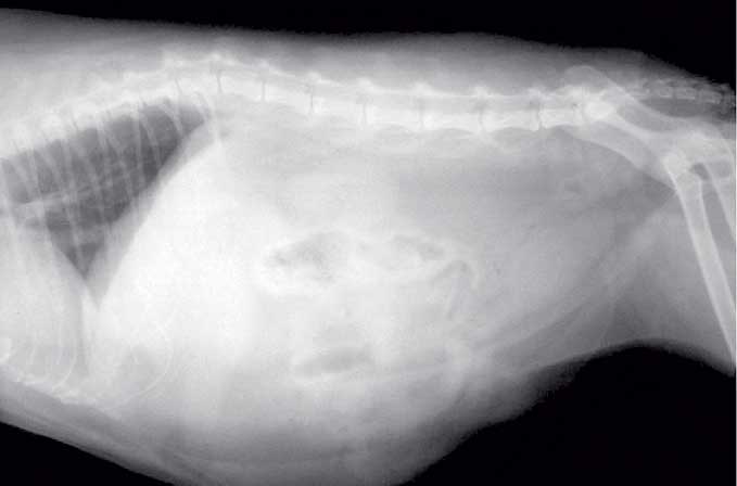 Lateral radiograph of the abdomen of a cat four weeks after institution of a struvite dissolution diet