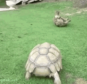 A turtle helping another turtle